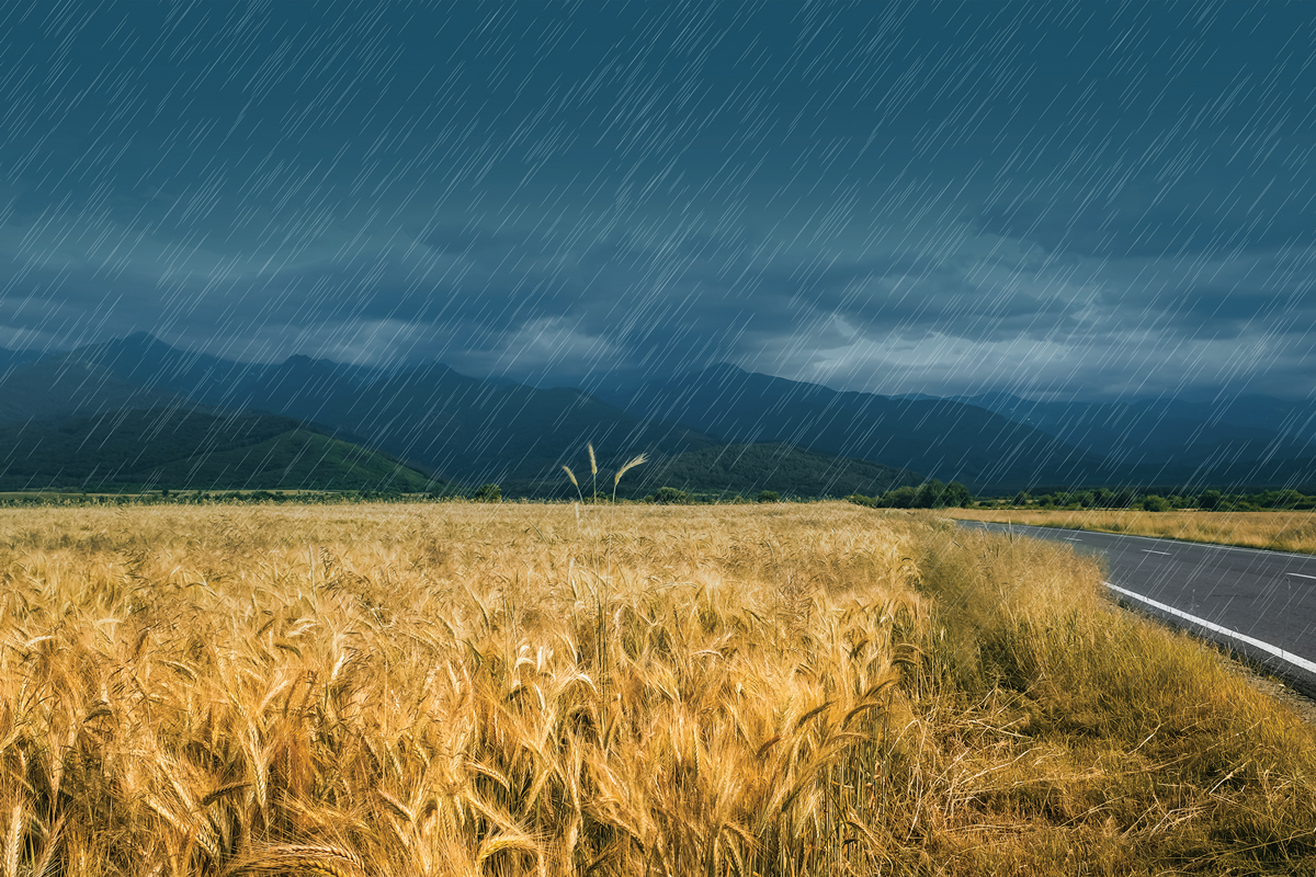 Rain falls on a wheat field next to a road on a gloomy, gray day, with mountains or hills visible in the background.