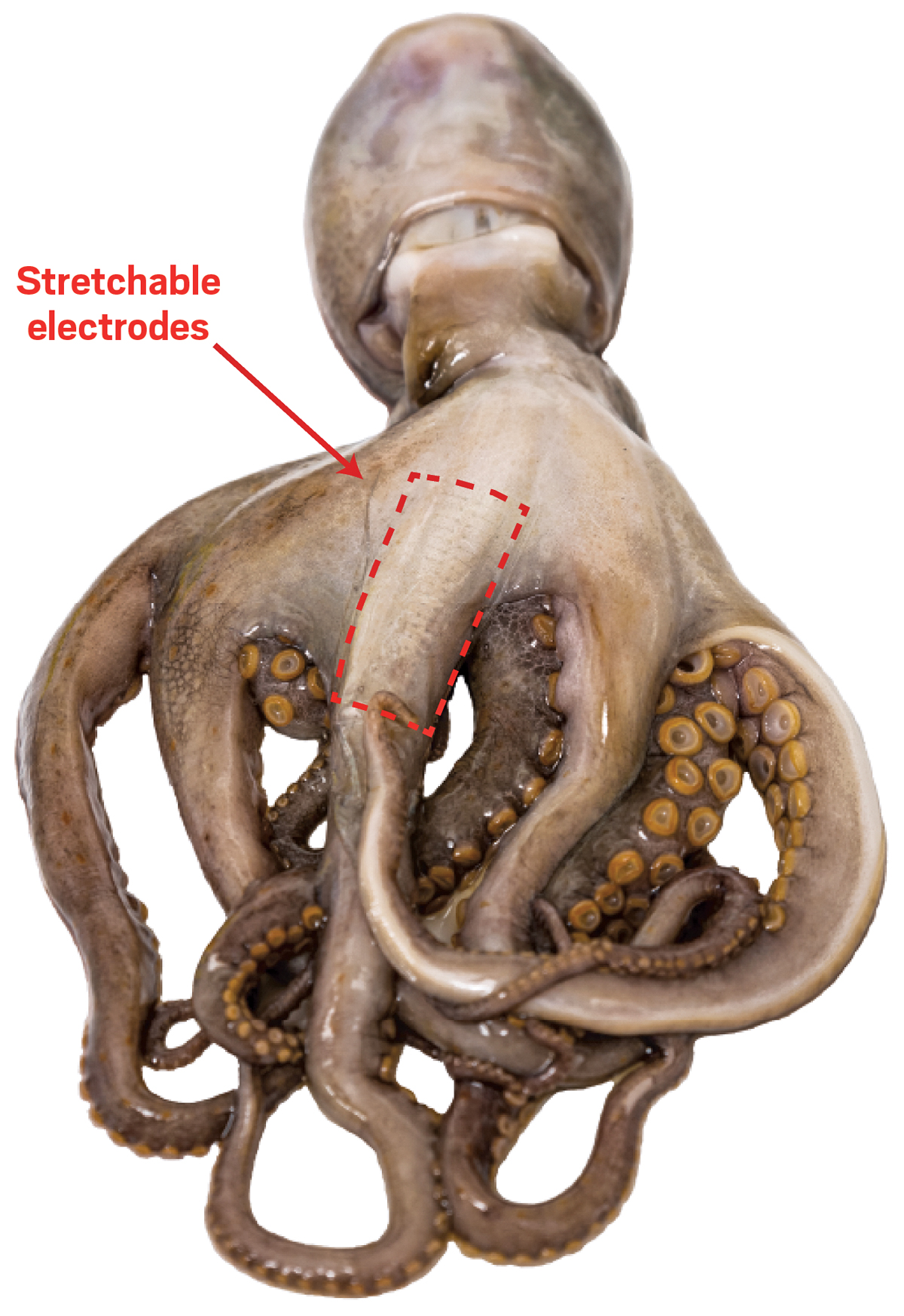 Tan-colored octopus with a dotted line indicating placement of the electrode array on the skin of its tentacle.