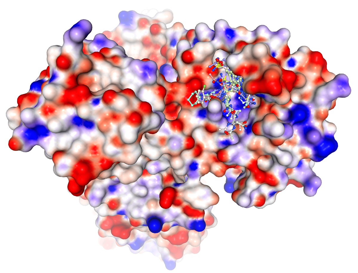 Stick structures superimposed on the active site of the main protease of SARS-CoV-2.