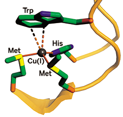 bacterial copper-trafficking protein CusF