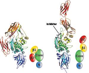 Models depict TG2's β1 and β2, catalytic core, and N-terminal domains for each structure