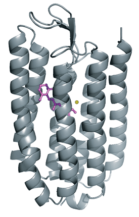 Structure of Halorhodopsin a membrane-spanning protein
