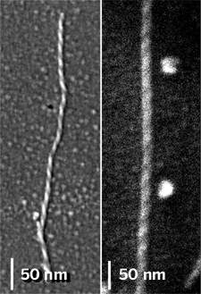 SEM images of amyloid fibers.