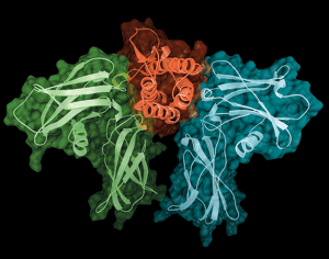Erythropoietin (red), shown bound to its receptor (blue and green)