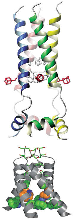 NMR structure of the closed state of M2 (top, with three bound drug molecules visible in red) and X-ray crystal structure of the channel protein's open state (bottom, not including bound drug).