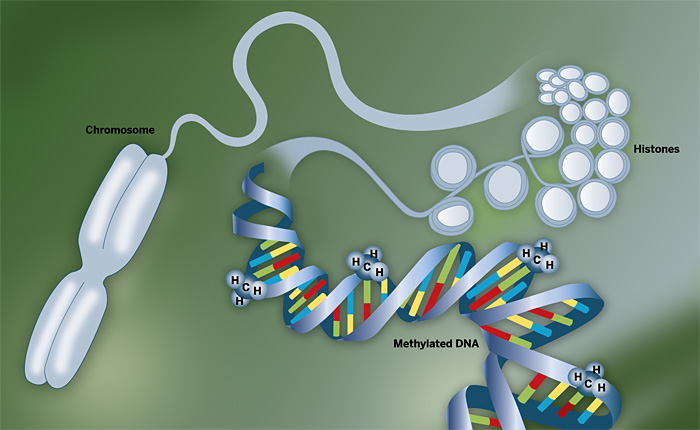 Mapping-Epigenome