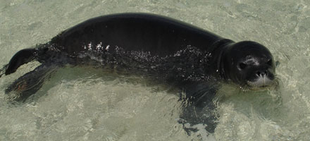 Hawaiian-Monk-Seals-Carry-Ciguatoxins
