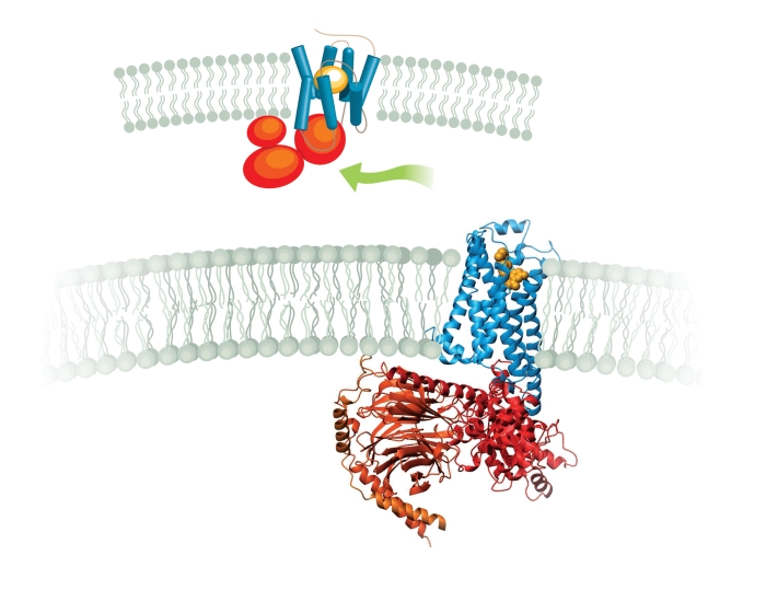 Ribbon structure and cartoon of the β2 adrenergic receptor (blue), a GPCR. An activator molecule (yellow) binds on the outside of the cell, and the G protein, a heterotrimer called Gs (red), couples on the inside.