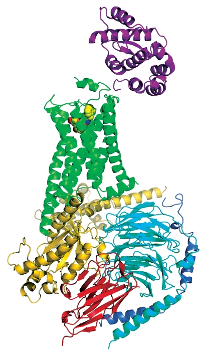This ribbon structure of the β2 adrenergic receptor (green) depicts the accessory proteins T4 lysozyme (magenta) and llama antibody (red) as well as the G protein heterotrimer (yellow, blue, purple).