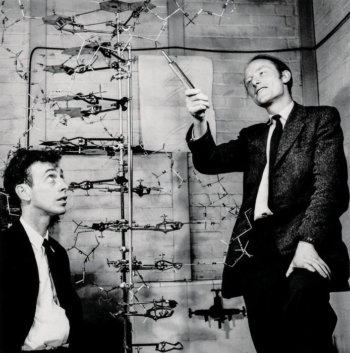 Photo of James Watson at left and Francis Crick with their model of part of a DNA molecule in 1953.