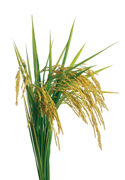 rice plant harvest