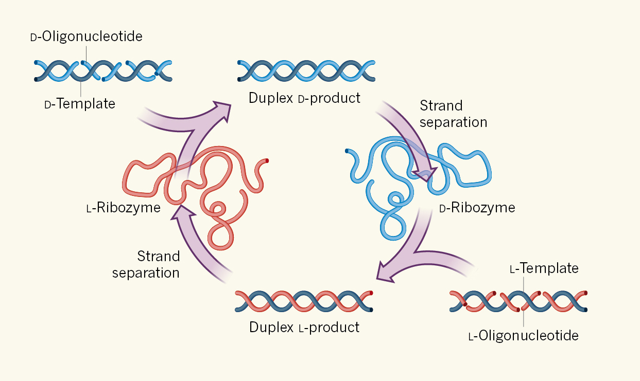 define ribozyme