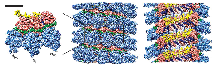 rubeola virus structure