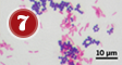 A New Spin On The Old Gram Stain