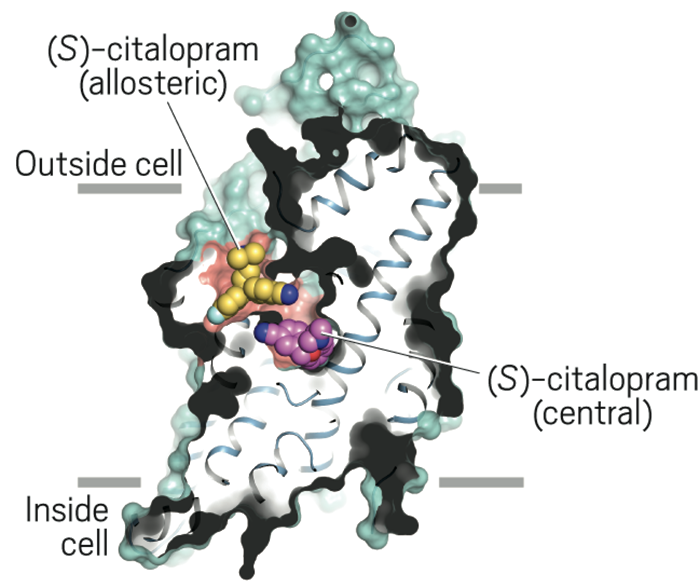 In this slice through the structure of human serotonin transporter, (<i>S</i>)-citalopram binds to both the central (green) and allosteric (blue) binding sites.