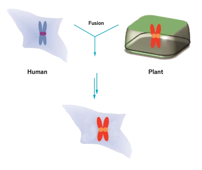 Creating-hybrid-plant-human-cells