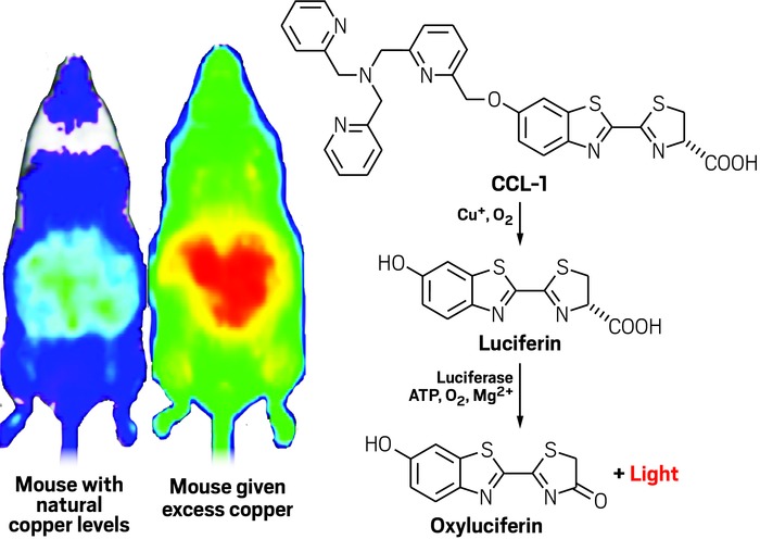 Heffern is studying how metals in our bodies affect hormone signaling. To track copper’s effects, she engineered mice to produce a luciferase enzyme. When researchers inject mice with the chemical CCL-1, copper in the animals’ bodies converts CCL-1 to luciferin. Then the luciferase enzyme transforms luciferin into oxyluciferin, releasing light (red = high signal).