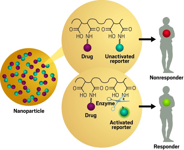 Kulkarni’s dual-action nanoparticles contain a drug and a reporter that activates only when it has been cleaved by an enzyme involved in cancer cell death, a signal that the therapy is working.