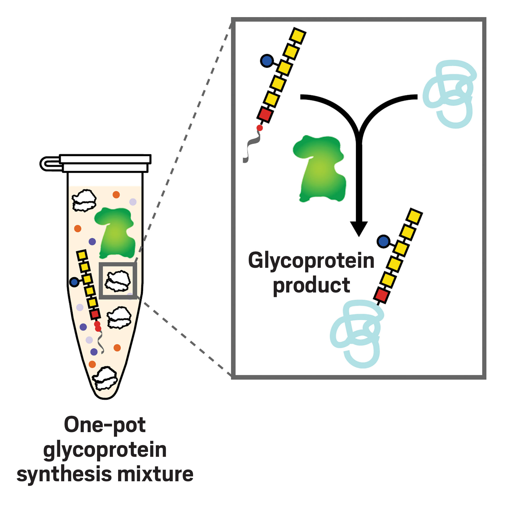 glycoprotein diagram