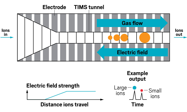 Unlike other forms of ion mobility, trapped ion mobility devices push a buffer gas in the direction that ions are traveling. They also apply an opposing electric field, which pushes the ions in the opposite direction. The force of the electric field counteracts the force of the gas flow, resulting in ions of different sizes being trapped at different places in the cell. Ramping down the electric field releases the ions, with larger ions eluting first, a reversal from drift tubes and traveling wave devices.