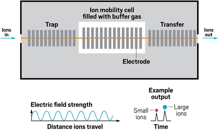 Although homemade drift tubes were the first type of ion mobility device to be combined with mass spectrometry in labs, they weren’t the first to be offered by a major mass spec manufacturer. That honor goes to traveling wave ion mobility spectrometry devices. As in other forms of ion mobility, in TWIMS, movement of ions is impeded by collisions with a buffer gas. Here, though, voltage pulses are applied along a gas-filled cell to generate traveling waves: the repeating electric fields push ions through the device, with smaller ions eluting first, similar to the drift tube. The use of traveling waves enables the device to operate at low voltages.
