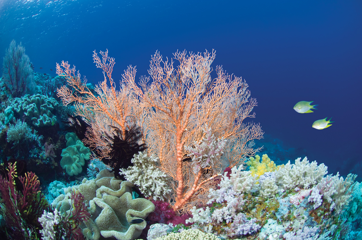 Climate change is destroying our coral reefs. Here’s how scientists  plan to save them