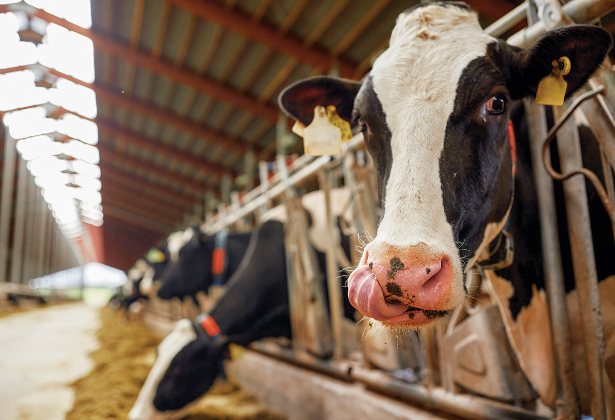 Livestock producers look to antibiotic alternatives