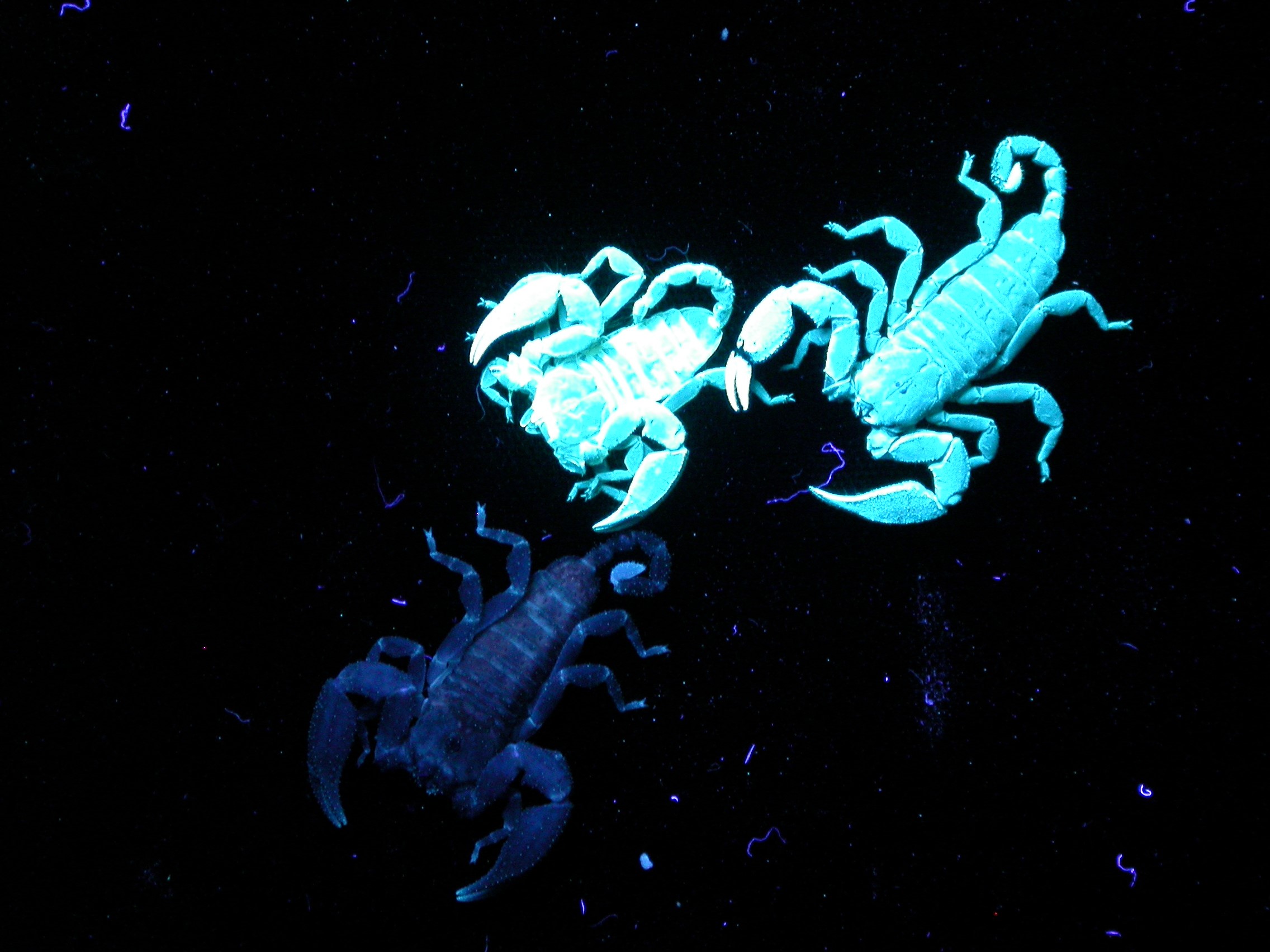 Chemistry in Pictures: Behind the scorpion’s glow