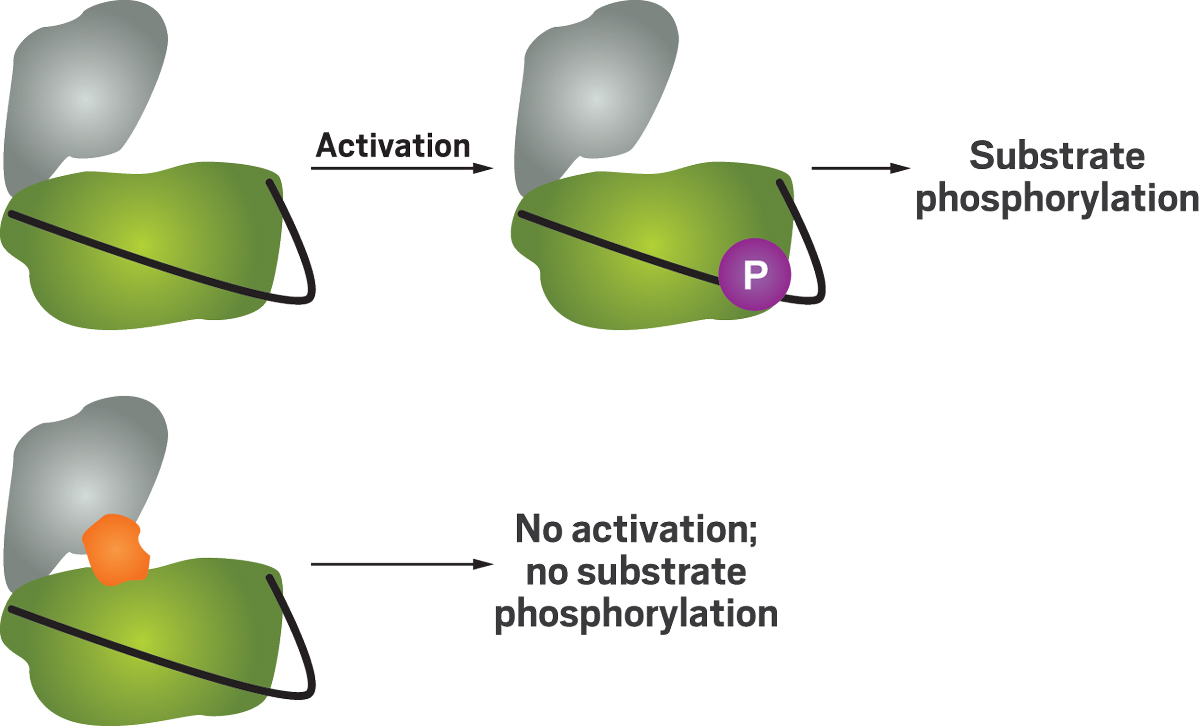 Research at a glance: A kinase enzyme’s domain contains two major lobes (green and gray) and an activation loop (black). Phosphorylation of the loop activates the enzyme, allowing the enzyme to pass a phosphate group (P) to a substrate, typically a protein. Weixue Wang created an assay that identified compounds (orange) that could selectively bind to the inactive form of the domain. This prevents activation and helps distinguish kinase enzymes of interest from other kinases.