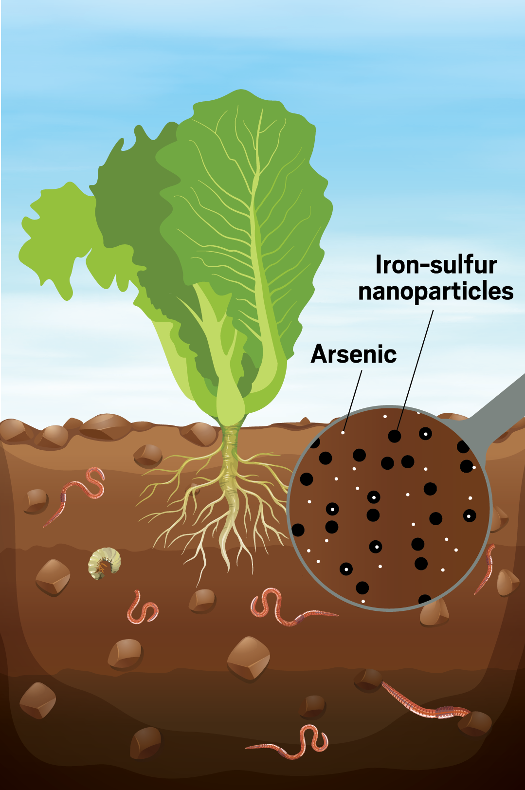 Research at a glance: Adeyemi Adeleye develops iron-sulfur nanoparticles for remediating soils contaminated with toxic arsenic. He’s working to mitigate the toxicity of the nanoparticles themselves and studying how well they can immobilize arsenic and protect crops like lettuce and animals like earthworms.