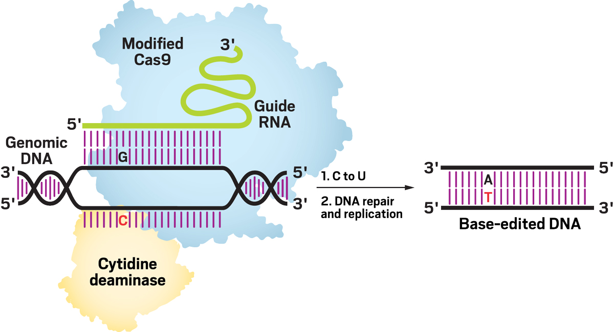 Research at a glance: Alexis Komor uses DNA base editors to introduce mutations in DNA so she can study DNA-repair processes. Base editors consist of a portion—usually a modified Cas9 combined with a guide RNA—that recognizes a specific DNA sequence, and an enzymatic portion—cytidine deaminase, in this example—that chemically alters a DNA base at the targeted sequence.