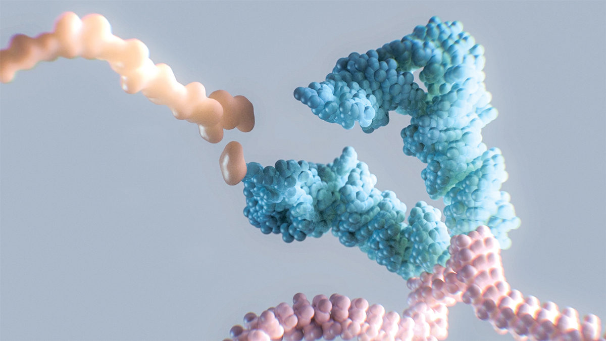 A transfer RNA molecule (blue) binds to messenger RNA (pink) and adds the appropriate amino acid (beige) to a growing polypeptide chain.