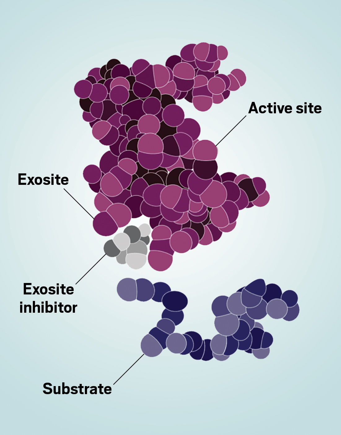 Substrates bind to enzymes at active sites, but they may also bind to secondary spots called exosites. By identifying small-molecule drugs that prevent a substrate from binding an enzyme by blocking exosites, Exo Therapeutics hopes to develop more-targeted drugs with fewer side effects.