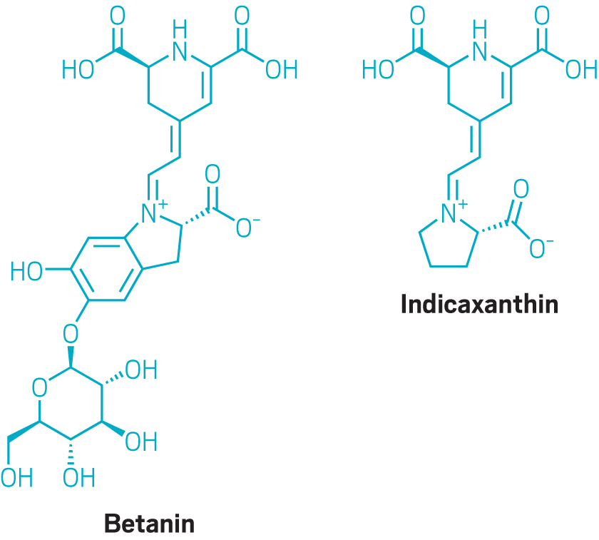 Blends of these two molecules can create 75% of the colors that food makers want, Phytolon says.