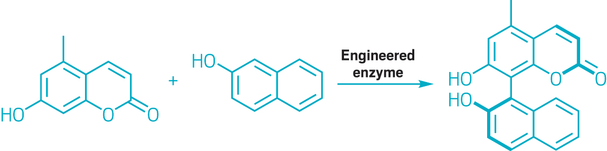Scheme showing an enzyme-catalyzed biaryl coupling.