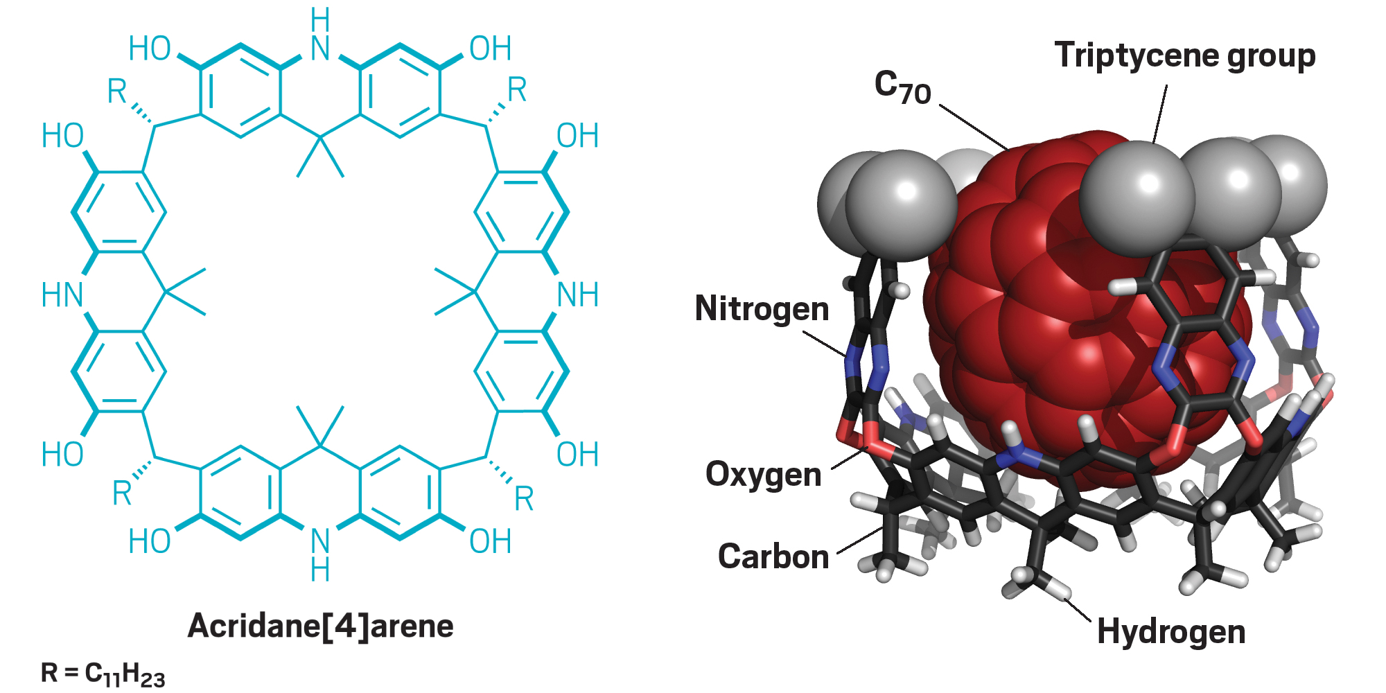 A molecular model shows how the largest of the new cavitands binds C<sub>70</sub>. A structure of acridane[4]arene