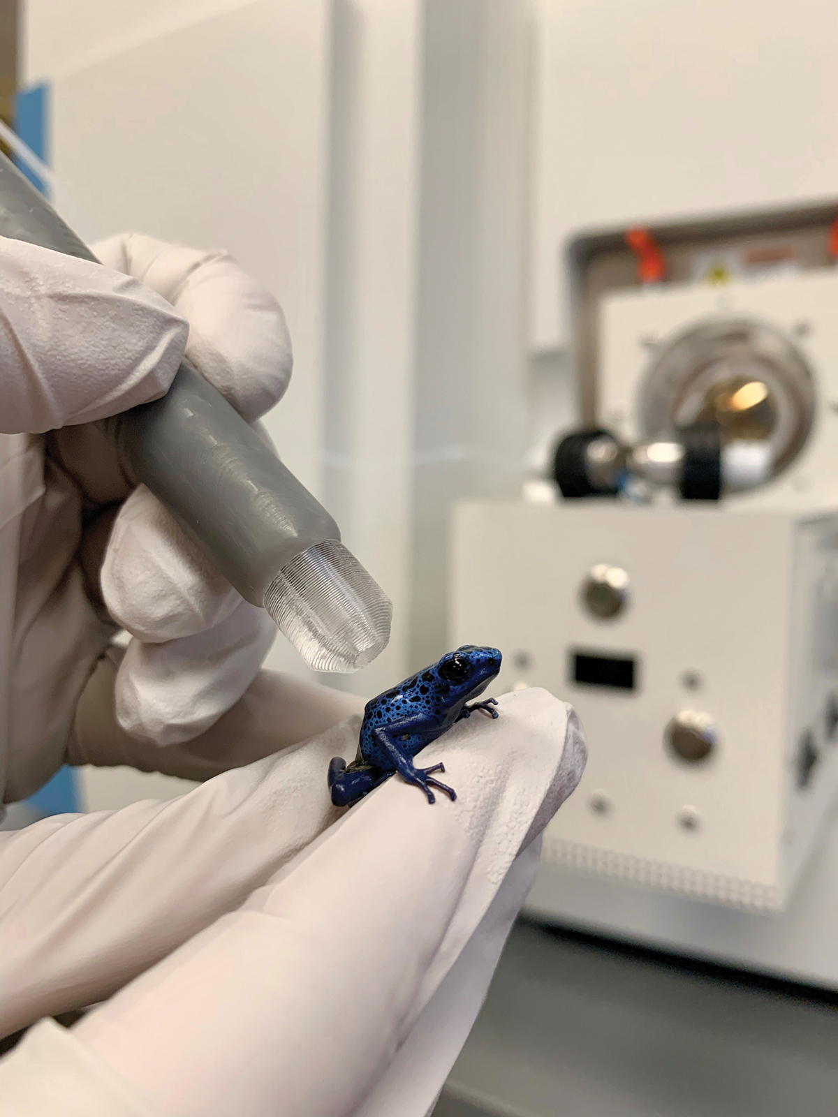 A blue frog sits in a gloved hand as the tip of the mass spectrometry pen approaches it.