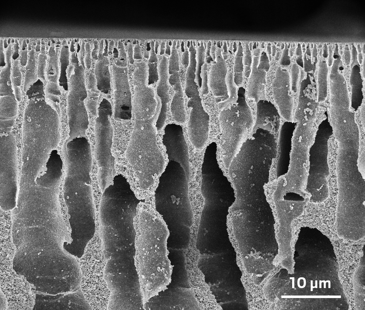 Micrograph showing the pores of a polymer membrane.