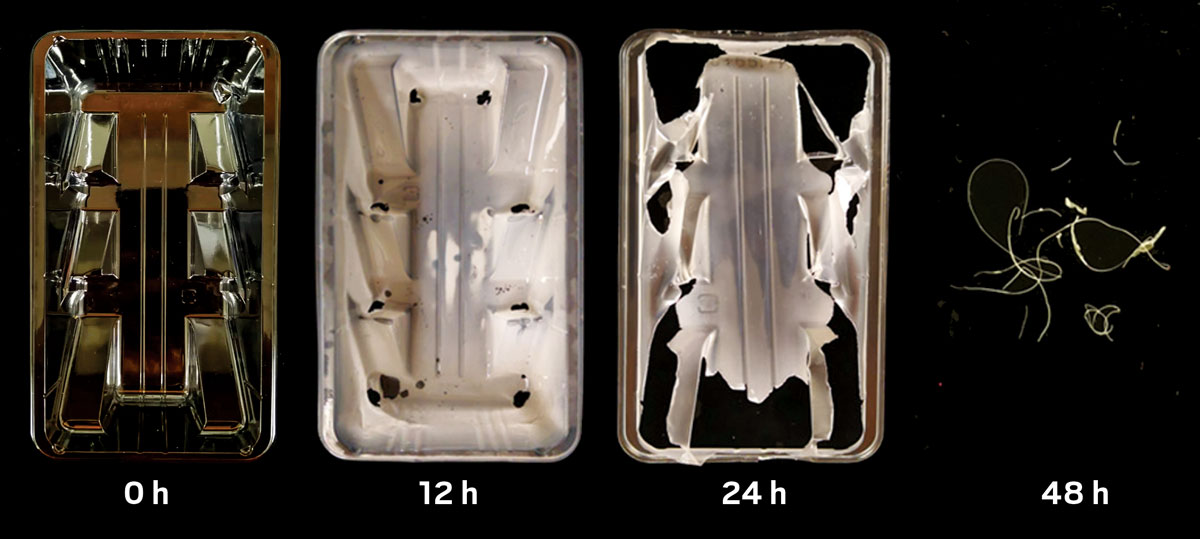 Series of four images show breakdown of a plastic container over 48 h.