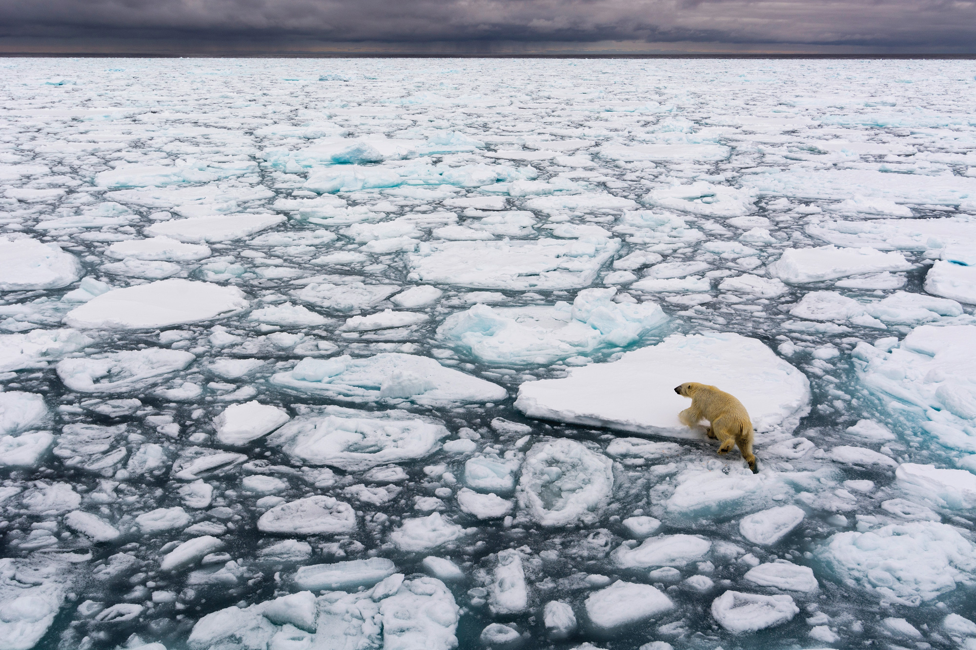Almost All of the Arctic's Oldest Ice Is Already Gone