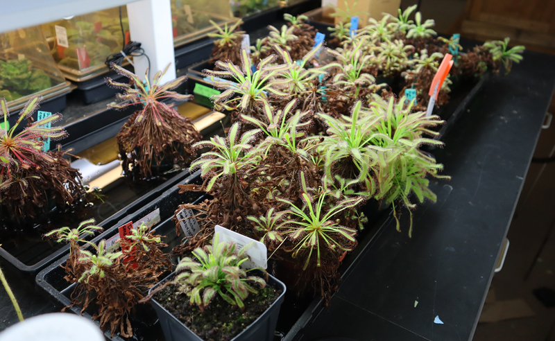 A tray of small plants sits on a lab bench.