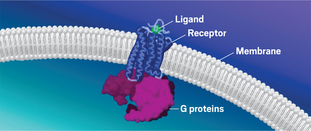 Illustration of a G protein–coupled receptor embedded in a cell membrane, with its G protein–binding partners inside the membrane and a ligand bound outside the membrane.