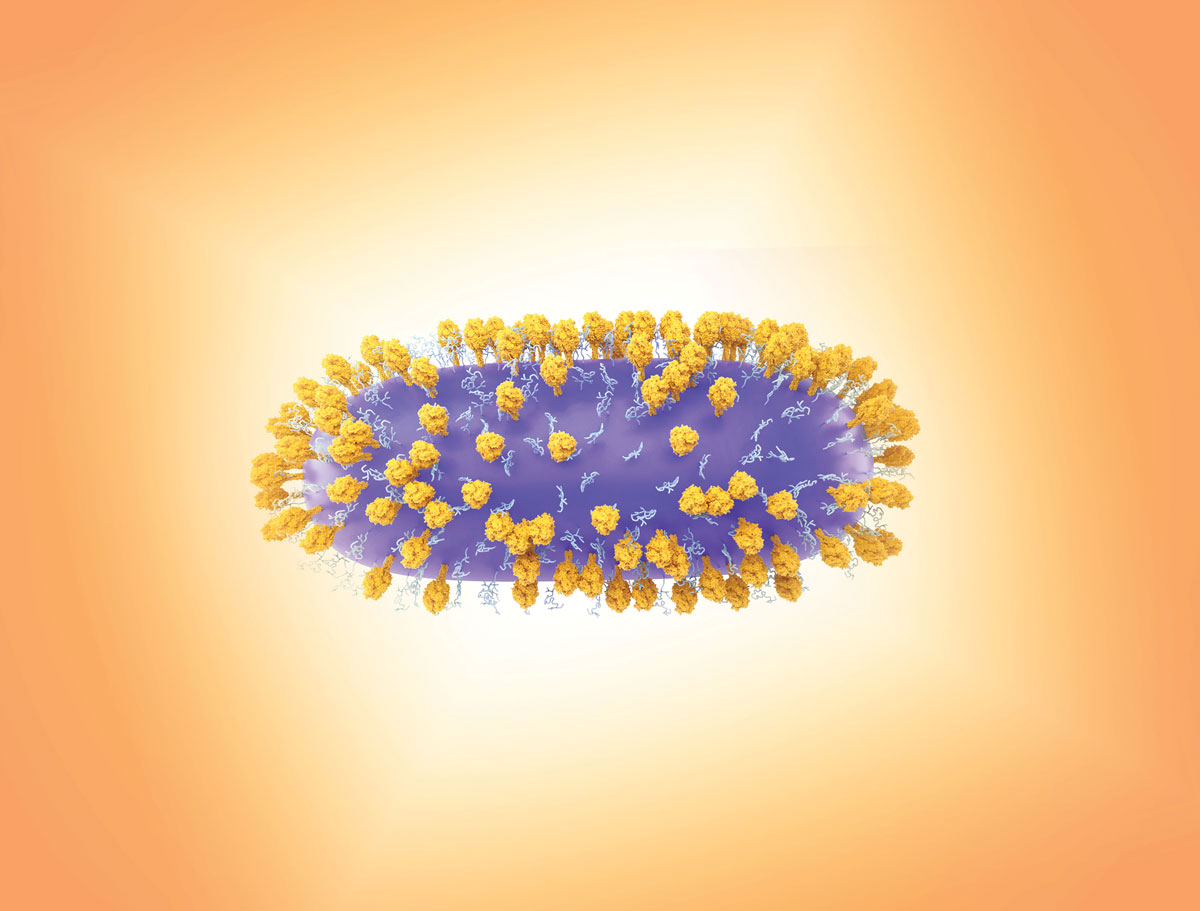 An oblong virus particle covered in spike proteins.