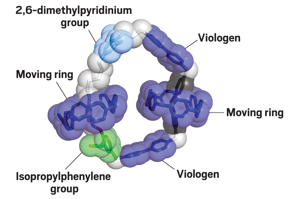 A space-filling quantum mechanical representation of a molecular motor shows a large ring that has viologen followed by a moving ring, viologen, an isopropylphenylene group, a moving ring, and a 2,6-dimethylpyridinium group.