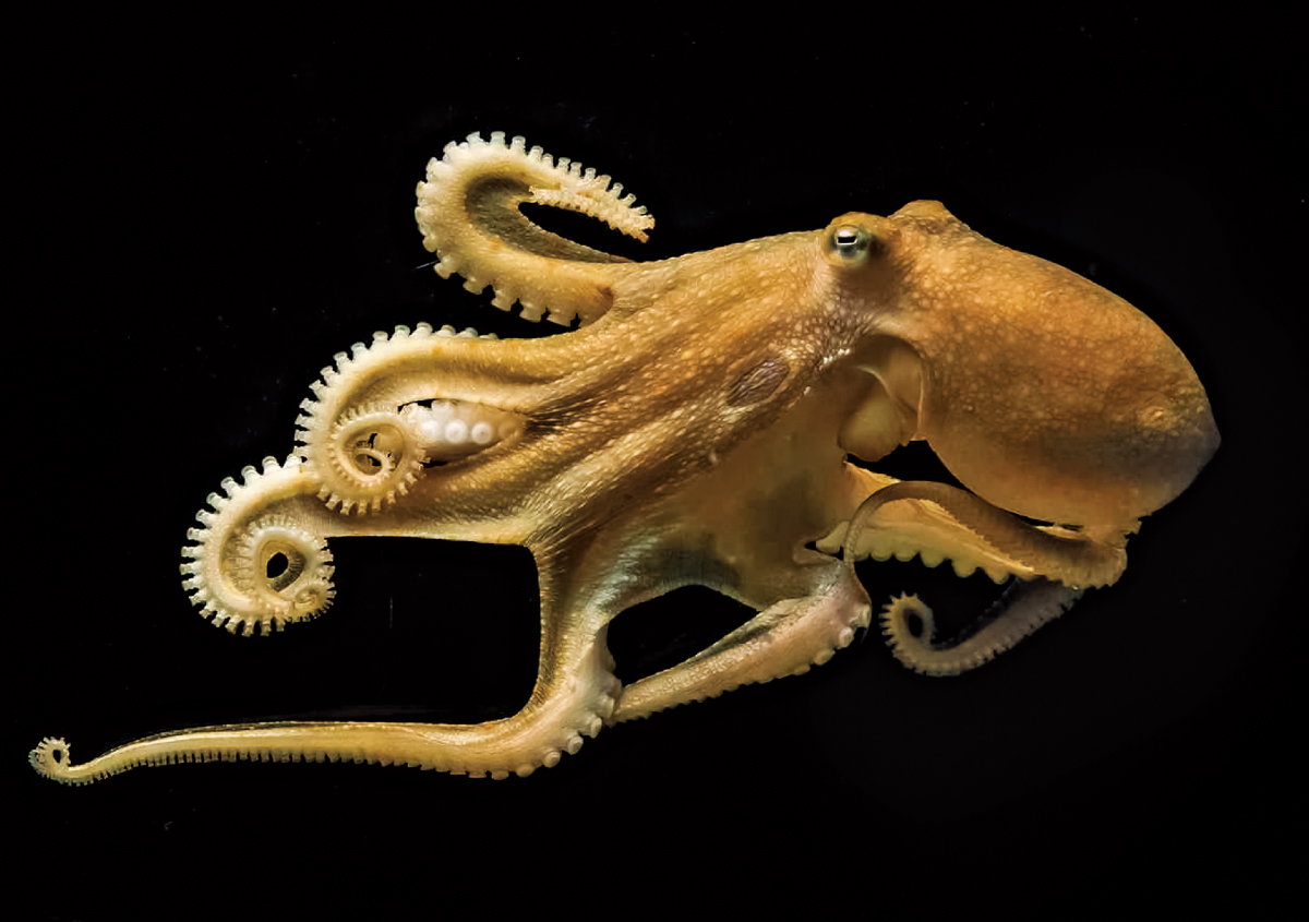 A light brown octopus swimming to the right against a black background.
