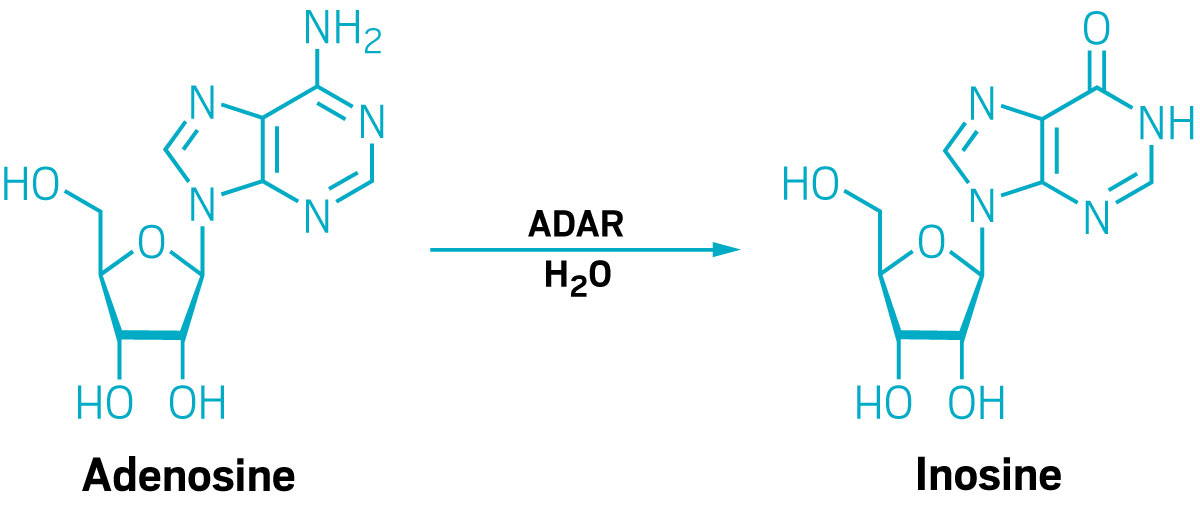 A reaction scheme showing the deamination of adenosine, via water and adenosine deaminase acting on RNA, to inosine.
