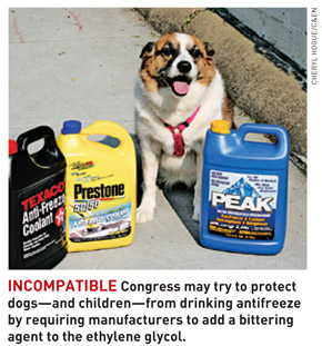 what happens if a dog drinks antifreeze