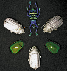 Bright-White Beetle Scales Optimise Multiple Scattering of Light