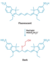 cyanine dyes thiols photoswitch