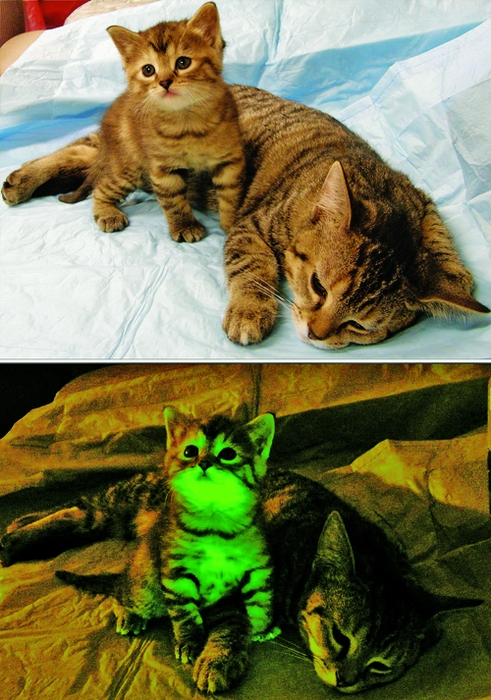 Uranium Glazed Pottery Fluorescent  Cats 